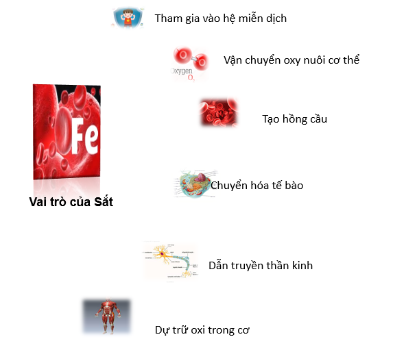 Tác dụng, công dụng của thuốc Tot’hema là gì? 2 vtro