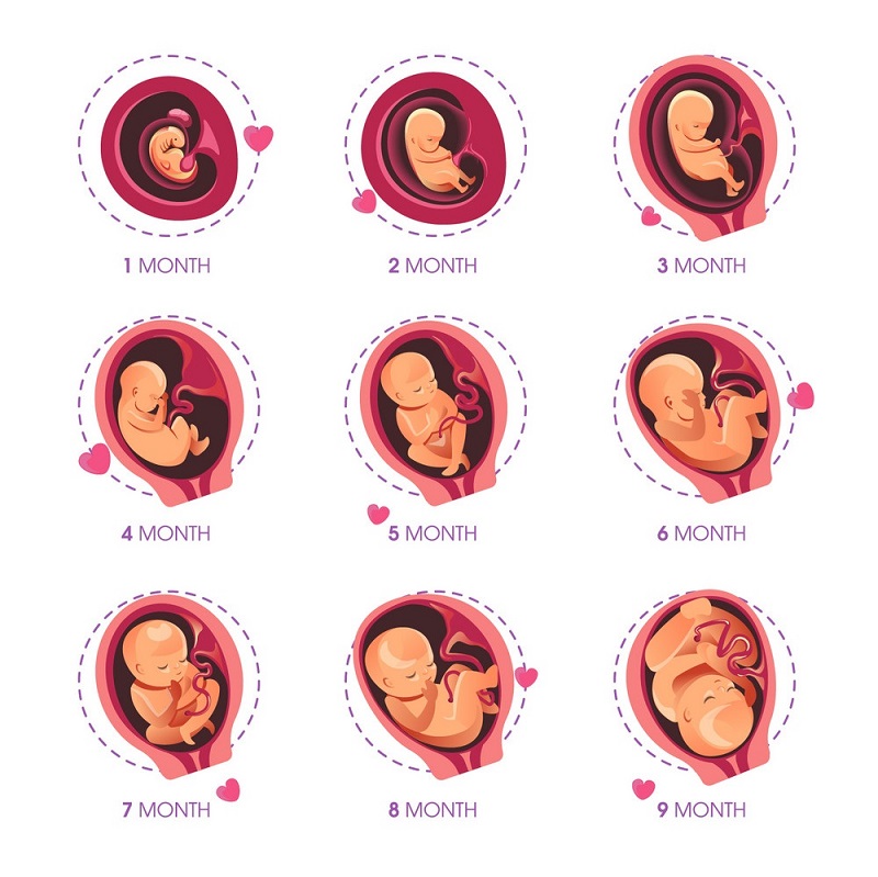 Tránh tiêm vaccine trong 3 tháng đầu của thai kỳ