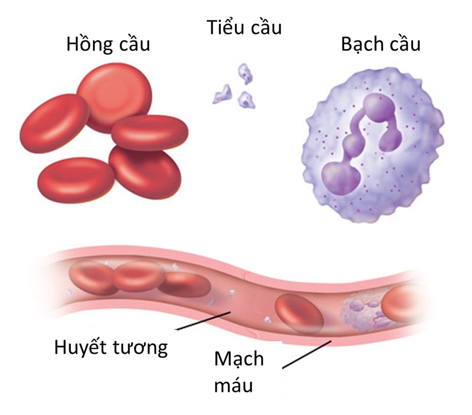 Chỉ số hồng cầu là gì?