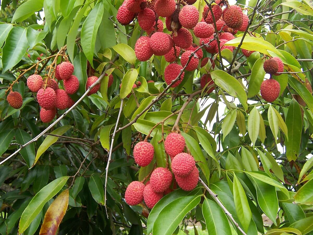 Vải